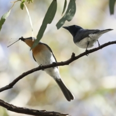 Myiagra rubecula at Weetangera, ACT - 24 Feb 2023