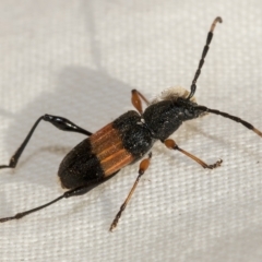 Obrida fascialis (One banded longicorn) at Weetangera, ACT - 24 Feb 2023 by AlisonMilton