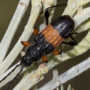 Obrida fascialis at Weetangera, ACT - 24 Feb 2023