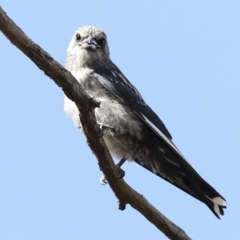 Artamus cyanopterus (Dusky Woodswallow) at The Pinnacle - 23 Feb 2023 by AlisonMilton