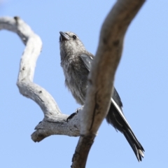 Artamus cyanopterus at Weetangera, ACT - 24 Feb 2023 10:16 AM