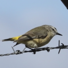 Acanthiza chrysorrhoa (Yellow-rumped Thornbill) at The Pinnacle - 23 Feb 2023 by AlisonMilton