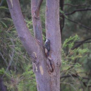 Cormobates leucophaea at Greenleigh, NSW - 15 Feb 2023