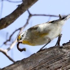 Pardalotus striatus (Striated Pardalote) at The Pinnacle - 23 Feb 2023 by AlisonMilton