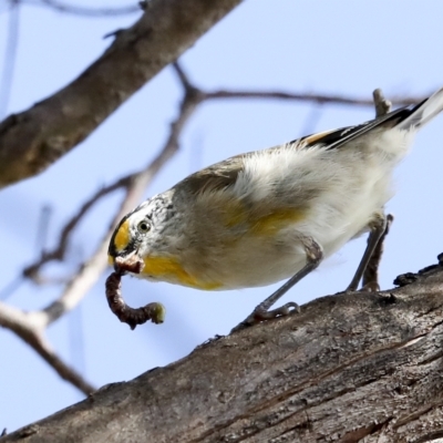 Pardalotus striatus (Striated Pardalote) at Weetangera, ACT - 23 Feb 2023 by AlisonMilton