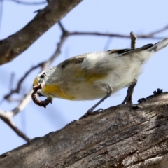 Pardalotus striatus at Weetangera, ACT - 24 Feb 2023