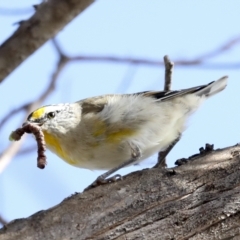 Pardalotus striatus at Weetangera, ACT - 24 Feb 2023 10:04 AM