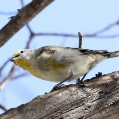 Pardalotus striatus at Weetangera, ACT - 24 Feb 2023 10:04 AM