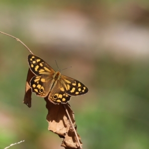 Heteronympha paradelpha at Acton, ACT - 24 Feb 2023 11:02 AM