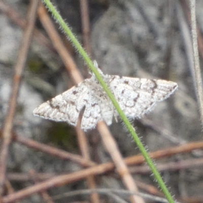 Metasia (genus) (A Crambid moth) at Boro - 22 Feb 2023 by Paul4K