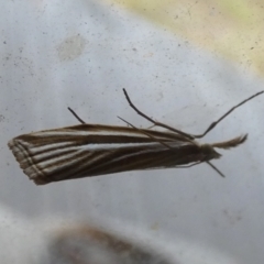 Hednota species near grammellus (Pyralid or snout moth) at Borough, NSW - 23 Feb 2023 by Paul4K