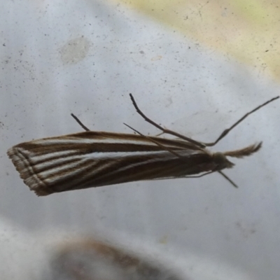 Hednota species near grammellus (Pyralid or snout moth) at Borough, NSW - 23 Feb 2023 by Paul4K