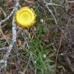 Coronidium gunnianum (Gunn's Everlasting) at Borough, NSW - 23 Feb 2023 by Paul4K