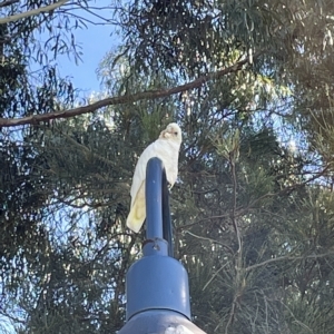 Cacatua sanguinea at Queanbeyan West, NSW - 25 Feb 2023 09:54 AM