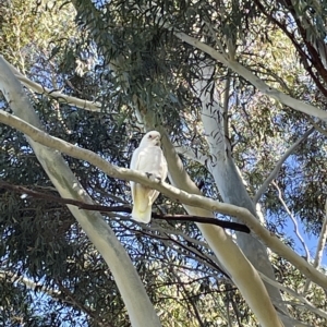 Cacatua sanguinea at Queanbeyan West, NSW - 25 Feb 2023