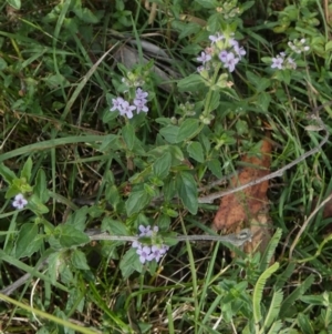 Mentha diemenica at Borough, NSW - suppressed