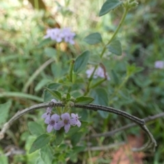 Mentha diemenica at Borough, NSW - suppressed