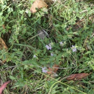 Mentha diemenica at Borough, NSW - suppressed