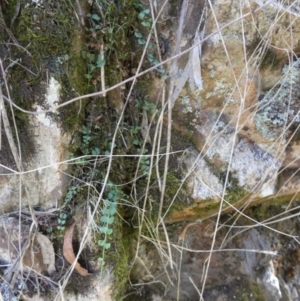 Asplenium flabellifolium at Borough, NSW - 24 Feb 2023