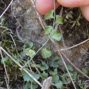 Asplenium flabellifolium at Borough, NSW - 24 Feb 2023