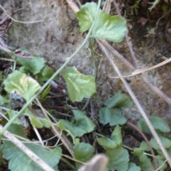 Asplenium flabellifolium at Borough, NSW - 24 Feb 2023