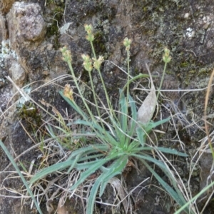 Plantago gaudichaudii at Borough, NSW - 24 Feb 2023