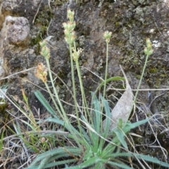 Plantago gaudichaudii at Borough, NSW - 24 Feb 2023