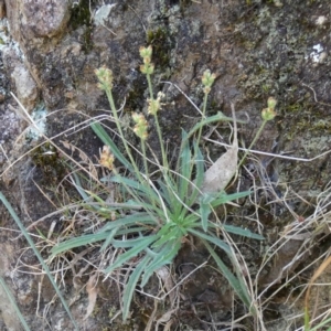 Plantago gaudichaudii at Borough, NSW - 24 Feb 2023