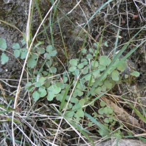 Adiantum aethiopicum at Borough, NSW - suppressed