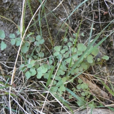 Adiantum aethiopicum (Common Maidenhair Fern) at Boro - 23 Feb 2023 by Paul4K