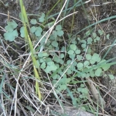 Adiantum aethiopicum at Borough, NSW - 24 Feb 2023