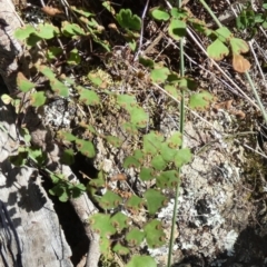 Adiantum aethiopicum at Borough, NSW - suppressed