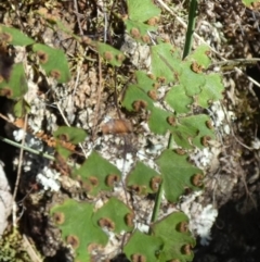 Adiantum aethiopicum at Borough, NSW - 24 Feb 2023