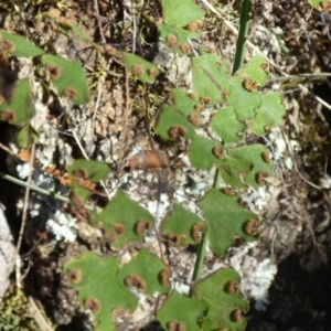 Adiantum aethiopicum at Borough, NSW - 24 Feb 2023