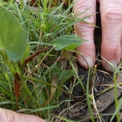 Centella asiatica (Pennywort, Centella, Indian Pennywort) at Borough, NSW - 23 Feb 2023 by Paul4K