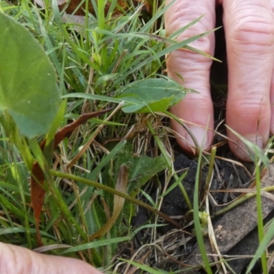 Centella asiatica (Pennywort, Centella, Indian Pennywort) at Boro - 23 Feb 2023 by Paul4K