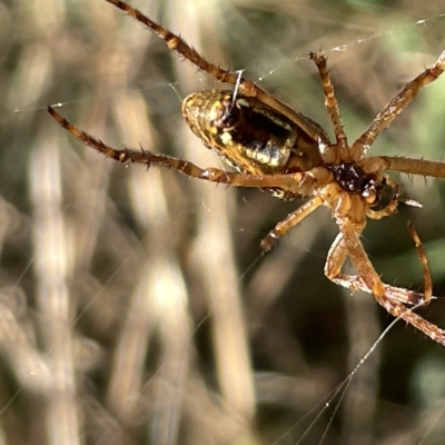 Plebs bradleyi (Enamelled spider) at Mount Ainslie - 24 Feb 2023 by Hejor1