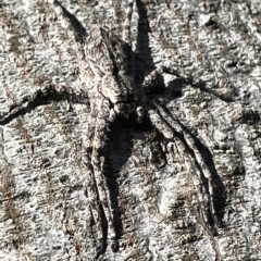 Pediana sp. (genus) (A huntsman spider) at Ainslie, ACT - 24 Feb 2023 by Hejor1