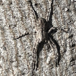 Pediana sp. (genus) at Ainslie, ACT - 24 Feb 2023