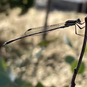 Austrolestes leda at Ainslie, ACT - 24 Feb 2023 05:19 PM