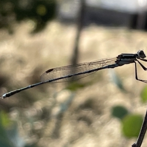 Austrolestes leda at Ainslie, ACT - 24 Feb 2023 05:19 PM