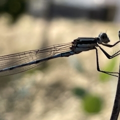 Austrolestes leda at Ainslie, ACT - 24 Feb 2023 05:19 PM