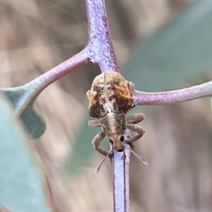 Gonipterus sp. (genus) at Ainslie, ACT - 24 Feb 2023 05:15 PM