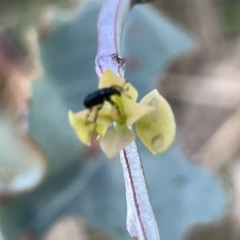 Euops sp. (genus) at Ainslie, ACT - 24 Feb 2023