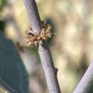 Paropsis atomaria at Ainslie, ACT - 24 Feb 2023