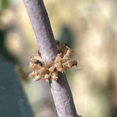 Paropsis atomaria at Ainslie, ACT - 24 Feb 2023