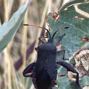 Amorbus sp. (genus) at Ainslie, ACT - 24 Feb 2023