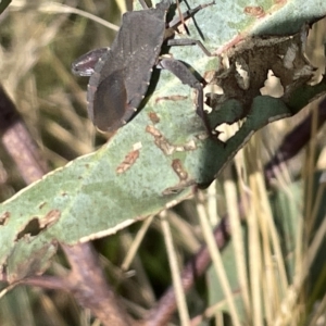 Amorbus sp. (genus) at Ainslie, ACT - 24 Feb 2023