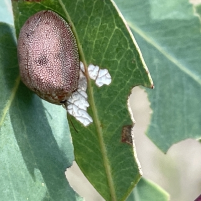 Paropsis atomaria (Eucalyptus leaf beetle) at Ainslie, ACT - 24 Feb 2023 by Hejor1