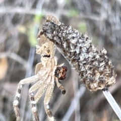 Neosparassus sp. (genus) (Unidentified Badge huntsman) at Ainslie, ACT - 24 Feb 2023 by Hejor1